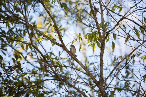 Obraz Yellow-Rumped Warbler