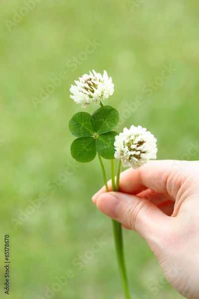 Obraz Four leaf clover and flowers