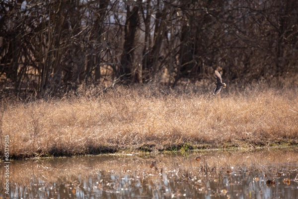 Obraz Wilson's Snipe in Flight