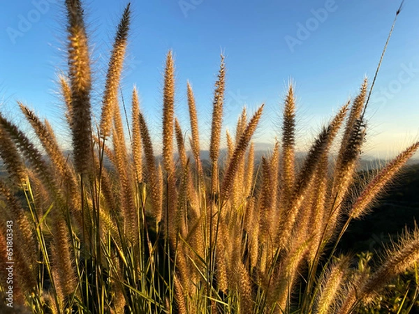 Obraz A grass flower in front of light blue sky and white cloudy with sunshine of sunset. Color shade of nature background