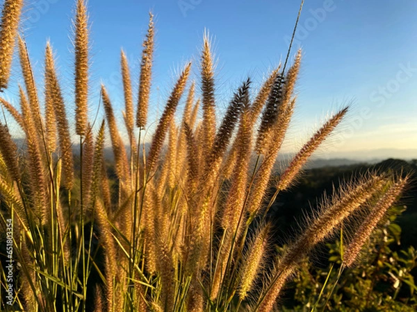 Obraz A grass flower in front of light blue sky and white cloudy with sunshine of sunset. Color shade of nature background