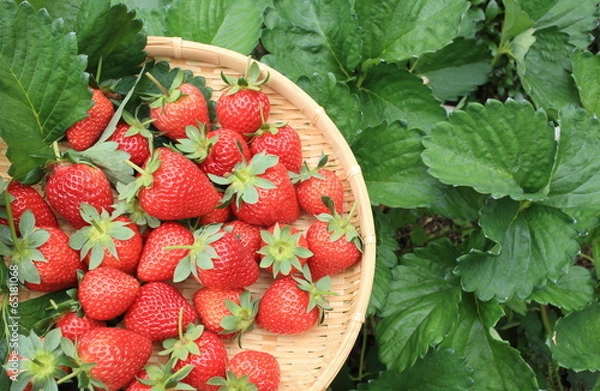 Obraz イチゴの収穫