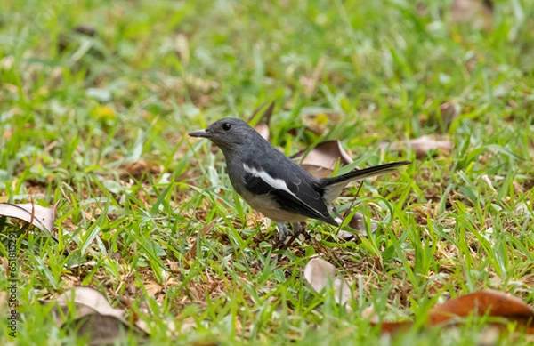 Obraz Oriental magpie-robin bird on grassy ground, Copsychus saularis