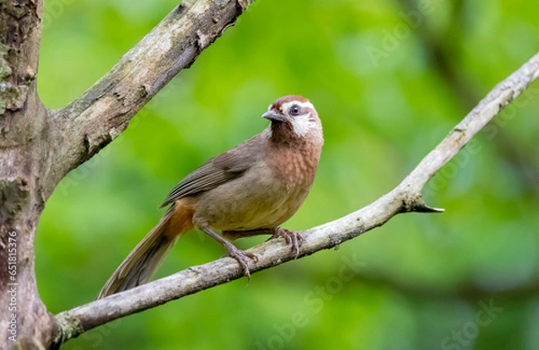 Fototapeta white-browed laughingthrush bird sitting on a branch on a blurred natural background, Pterorhinus sannio