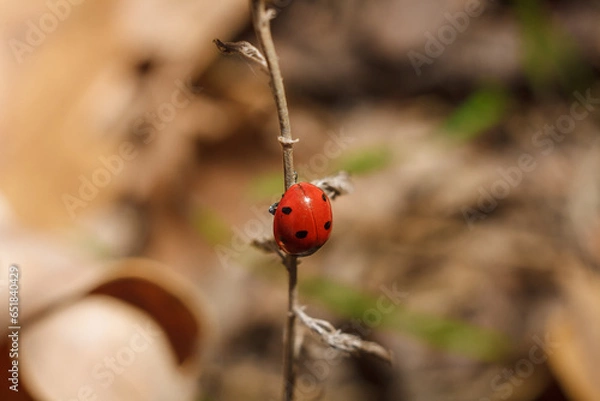 Fototapeta ladybug on tree branch in autumn forest. Coccinellidae or ladybird beetle macro shot