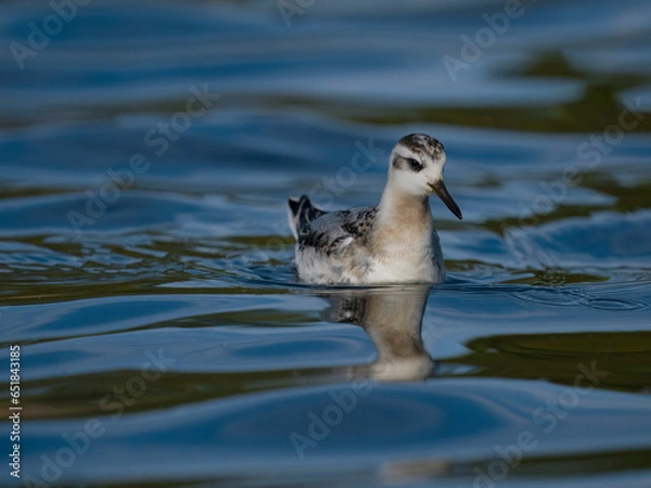 Obraz Grey pharalope, Phalaropus fulicarius,