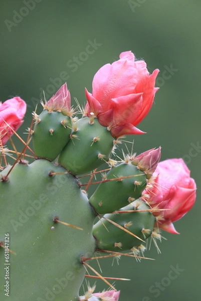 Fototapeta Close up of a blooming cactus