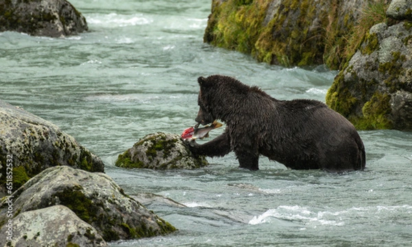 Obraz Grizzly bear fishing in stream