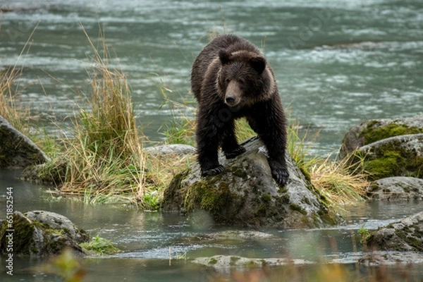 Obraz Grizzly bear fishing in stream