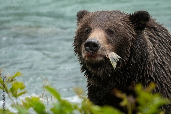 Obraz Grizzly bear fishing in stream