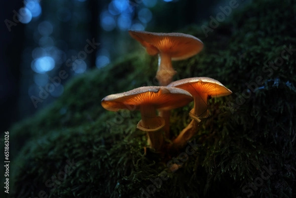 Obraz Leuchtende Pilze