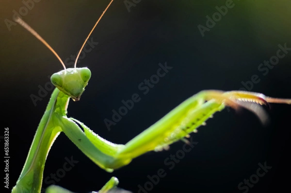 Fototapeta Praying Mantis (Mantis religiosa) on black background, closeup of photo. Macro shot.