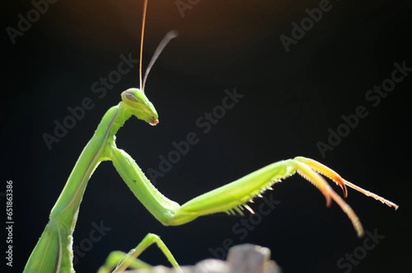 Fototapeta Praying Mantis (Mantis religiosa) on black background, closeup of photo. Macro shot.