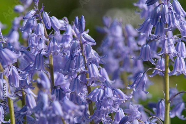 Obraz blue flowers in the garden