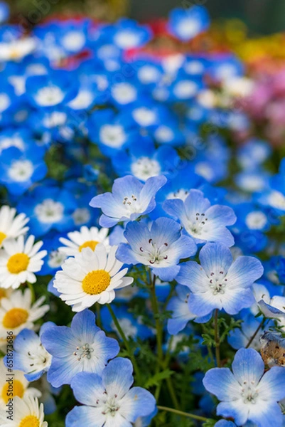 Obraz ネモフィラ