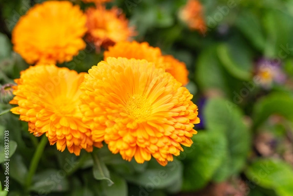 Fototapeta オレンジの花