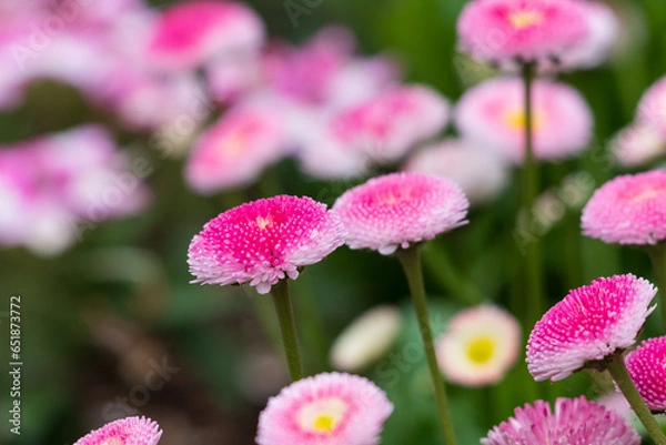 Obraz ピンクデイジー