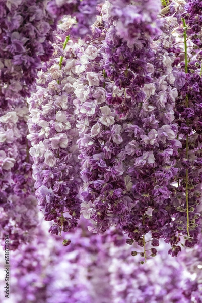 Fototapeta 藤の花