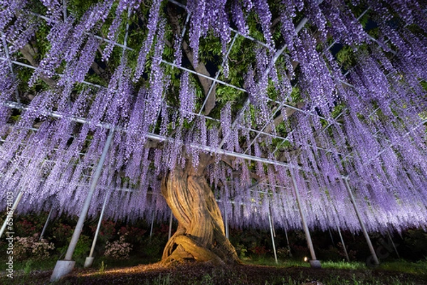 Fototapeta 藤の花