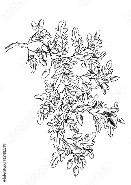 Obraz Oak tree branch with acorns isolated on white, sketched in ink