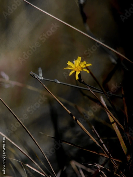 Obraz yellow flowers on a black background