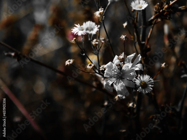 Obraz White flower on a dark background.