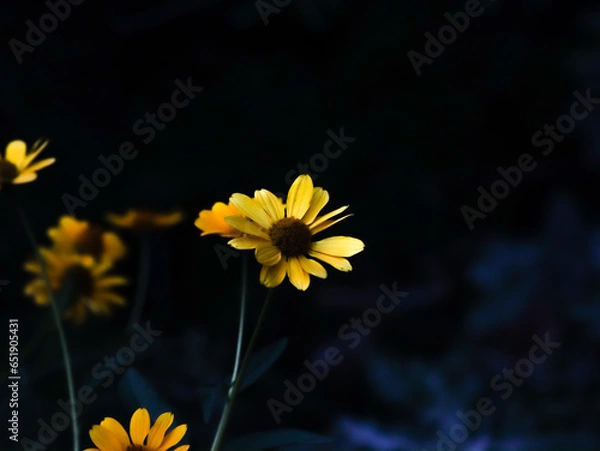 Obraz yellow flowers on a black background