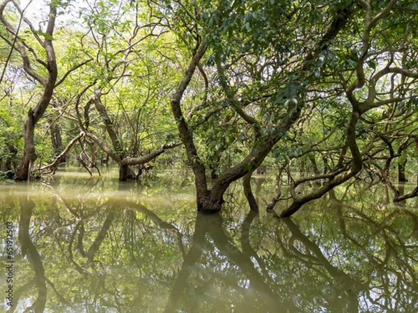Obraz tree in the water