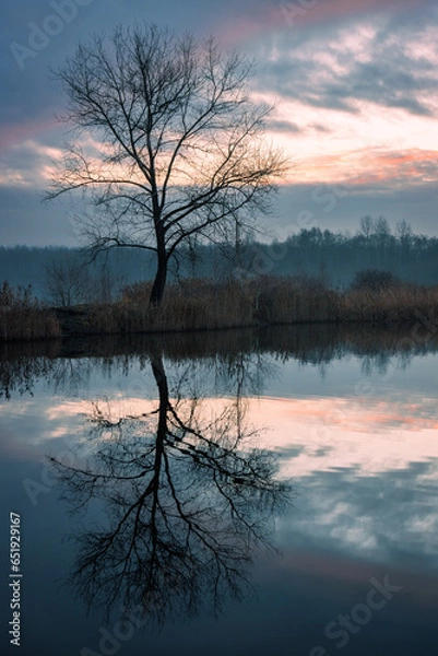 Obraz Samotne dzrzewo