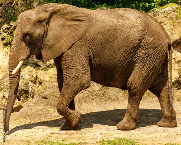 Fototapeta elephant In zoo