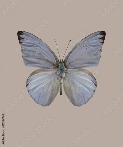 Obraz The Blue Albatros