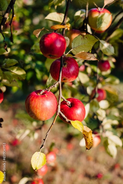 Obraz red apples on a tree