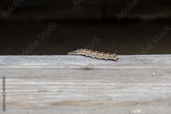 Fototapeta スズメガの幼虫