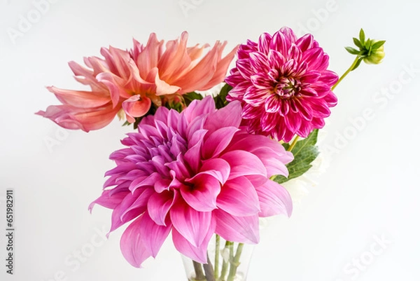 Fototapeta Trio of different dahlia flowers in a glass vase. White background. Pink and peach color flowers.