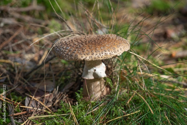 Fototapeta  Royal fly agaric or king of Sweden Amanita, Amanita regalis in natural environment