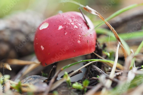 Fototapeta Russula, red-headed mushroom in natural environment