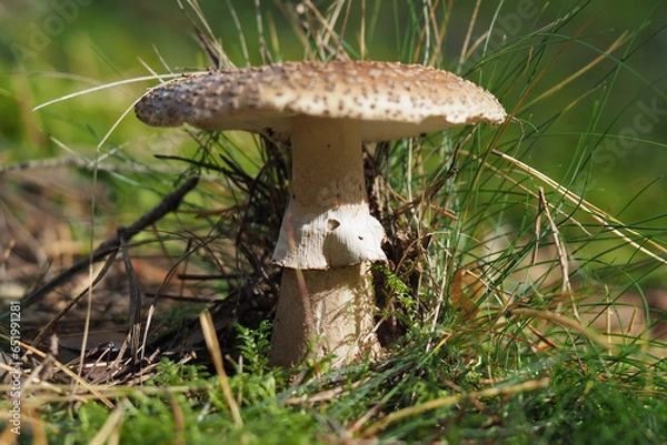Fototapeta  Royal fly agaric or king of Sweden Amanita, Amanita regalis in natural environment