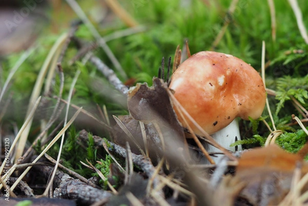 Fototapeta Boletaceae, mushroom forming fungi, in natural environment