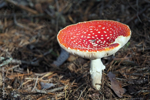 Fototapeta Red amanita, Fly Agaric in a natural environment