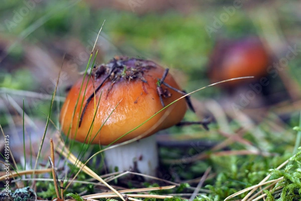 Fototapeta Boletaceae, mushroom forming fungi, in natural environment