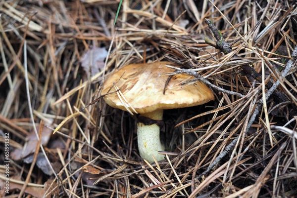 Fototapeta Boletaceae, mushroom forming fungi, in natural environment
