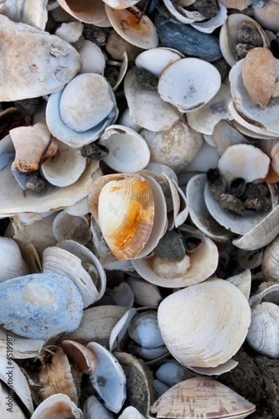 Fototapeta Pile of colorful shells at Wellfleet, Massachusetts on Cape Cod.