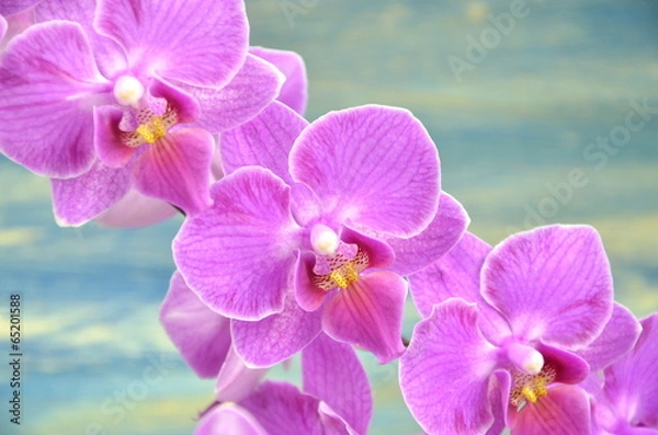 Obraz przepiękne orchidee na drewnianym tle 
