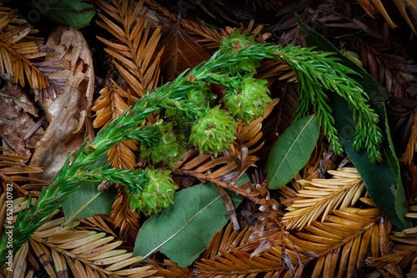 Obraz Forest floor