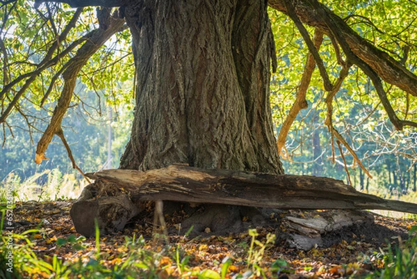 Fototapeta resting place under the old linden tree