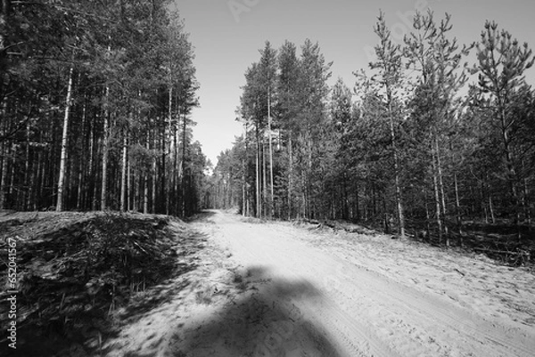 Obraz road in forest