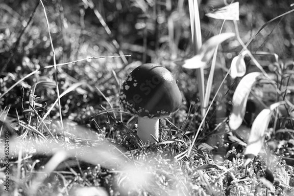 Obraz mushroom in the forest