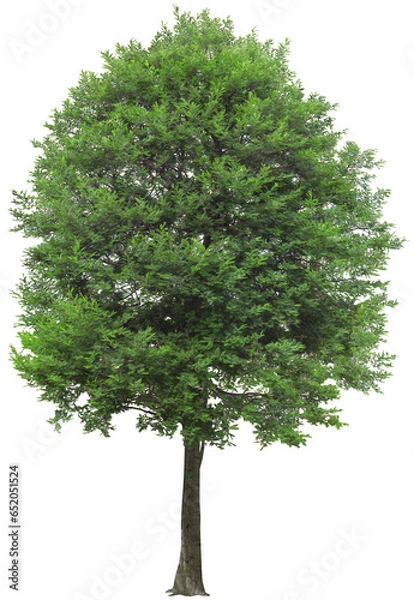 Obraz Tree on transparent background, real tree green leaf png file