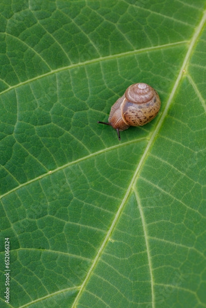 Fototapeta カタツムリ