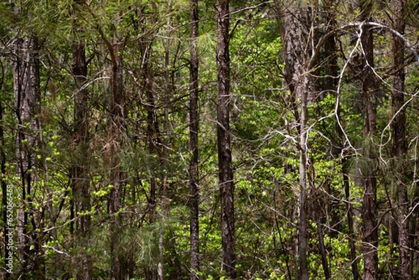 Obraz Thick Green Forest